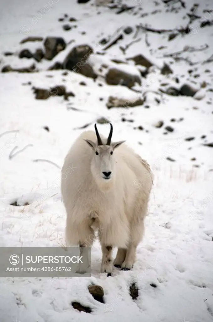 mountain goat-oreamnos americanus-yukon-canada-2008
