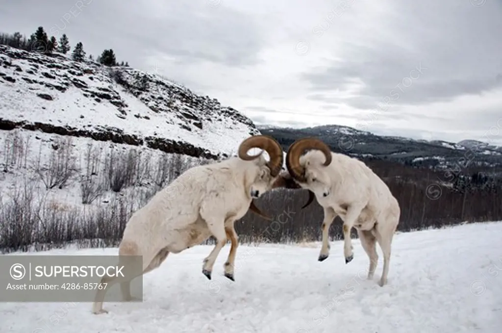 dall sheep-ovis dalli-fighting-yukon territory-canada-2008