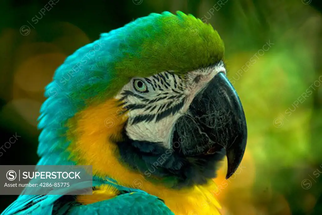 gold & blue macaw-2008