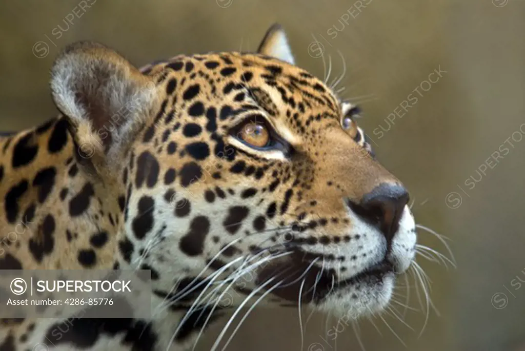 jaguar-panthera onca-2008