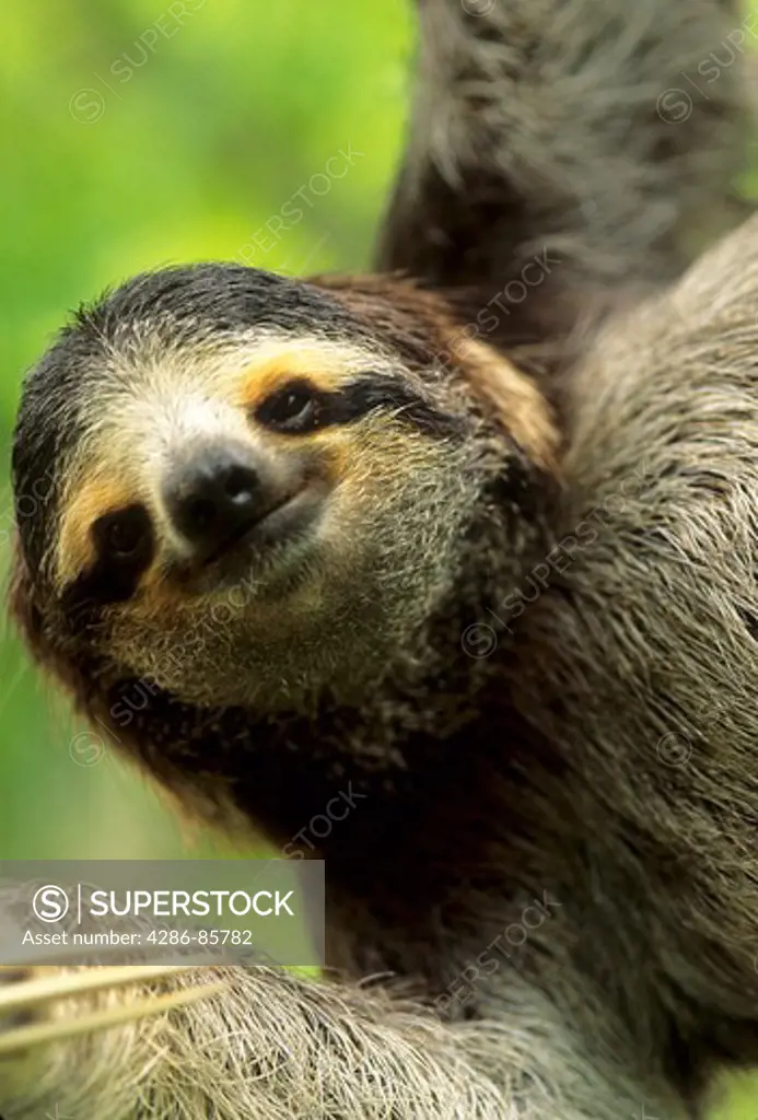 Brown-throated Three-toed Sloth Bradypus variegatus, 2 year old female; Aviarios de Caribe Wildlife Sanctuary, Costa Rica