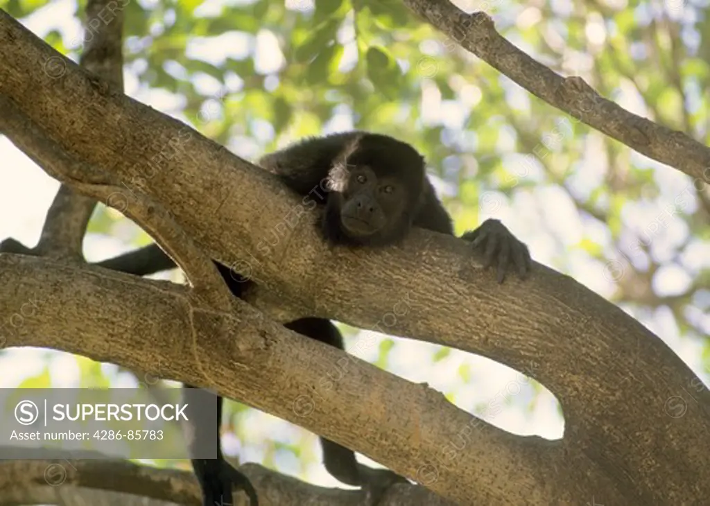 Golden-mantled Howler Monkey Allouatta palliata peering down from afternoon perch in fig tree during heat of the day siesta (nap);  Costa Rica
