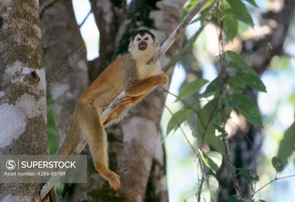 Central American Squirrel Monkey Saimiri oerstedii lounging on tree limb during an afternoon siesta; Osa Peninsula, Costa Rica