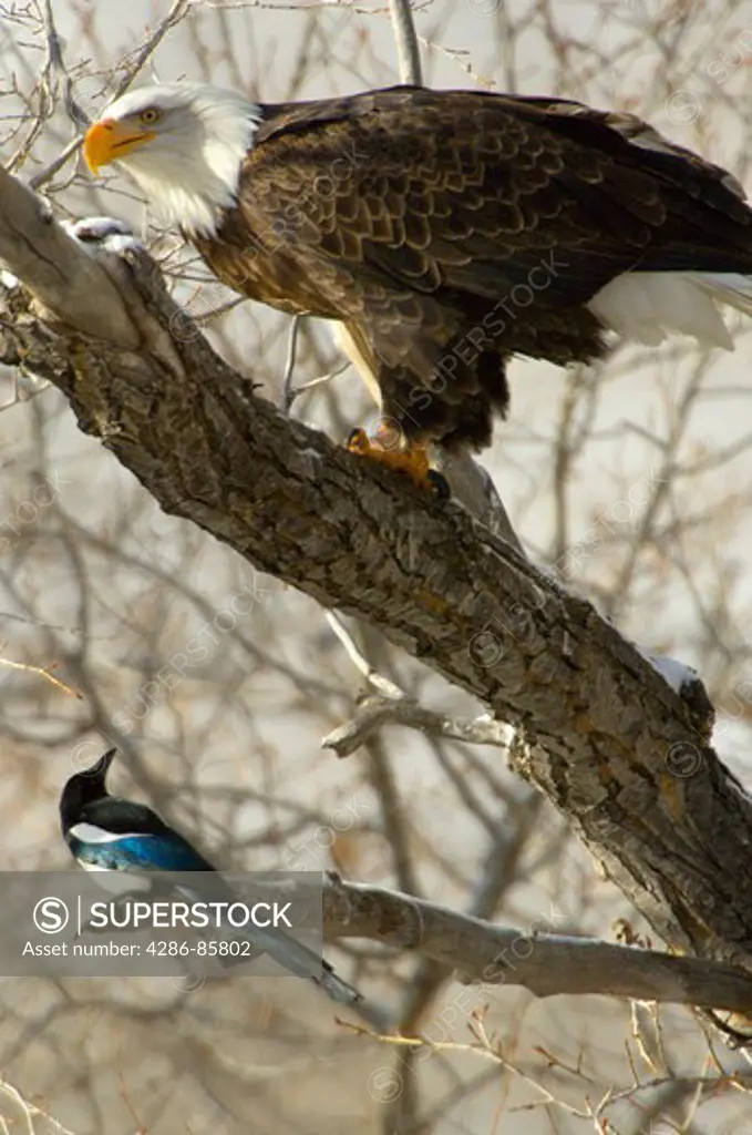 Bald Eagle Haliaeetus leucocephalus perching, feeding on fish, harassed by Black-billed Magpie Pica hudsonia; Almont area, CO
