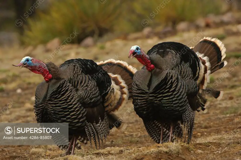 Wild Turkey Meleagris gallopavo merriami toms gobble & display during mating season; Indian Springs, Fremont County, CO