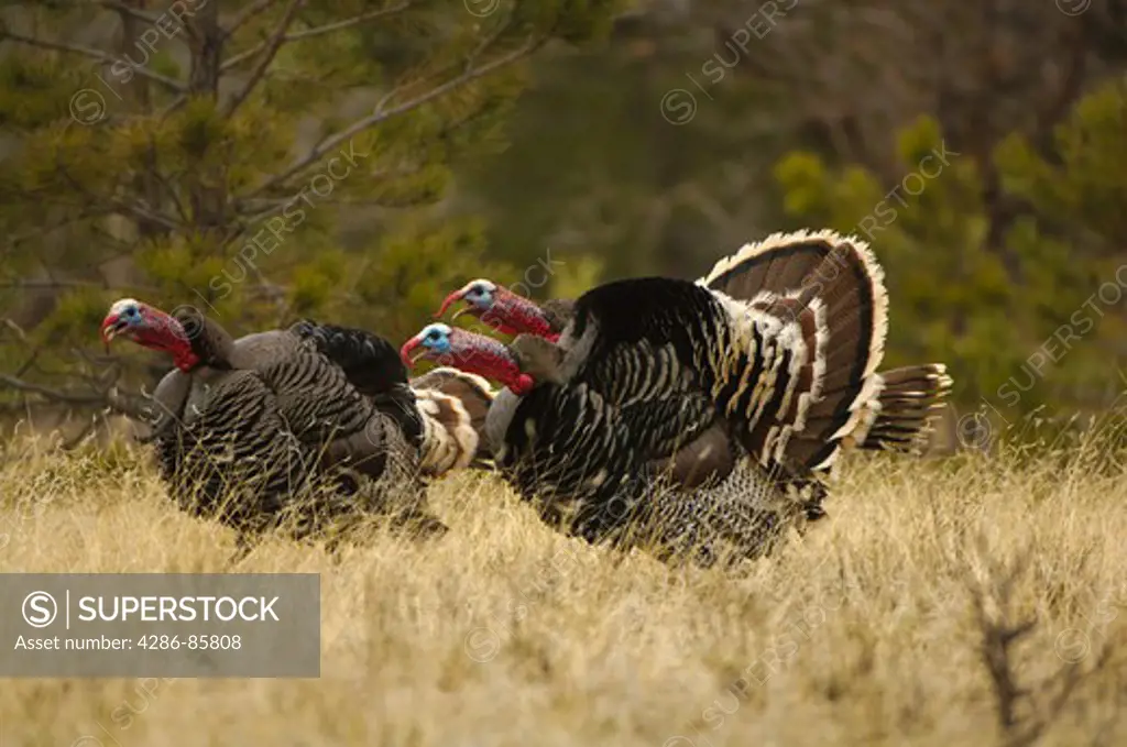 Wild Turkey Meleagris gallopavo merriami toms gobble and display during mating season; Indian Springs, Fremont County, CO