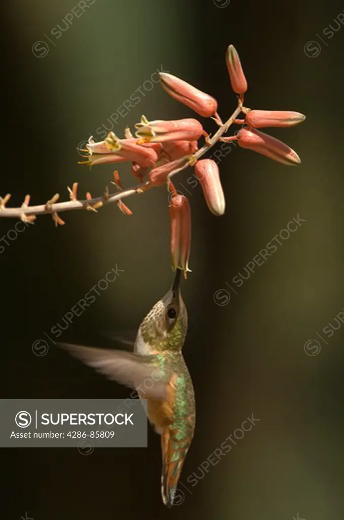 Rufous Hummingbird Selasphorus rufus female feeding on flower nectar; Fremont County, Colorado