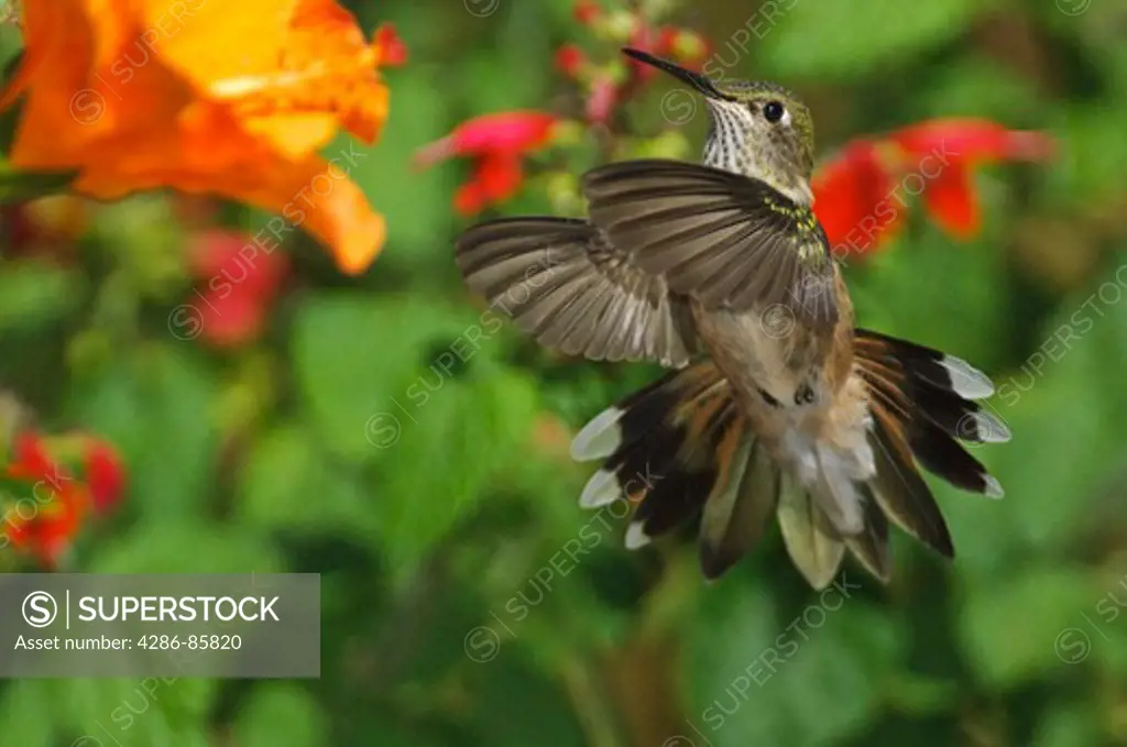 Broad-tailed Hummingbird Selasphorus platycercus female visiting Hibiscus flower; Fremont County, Colorado