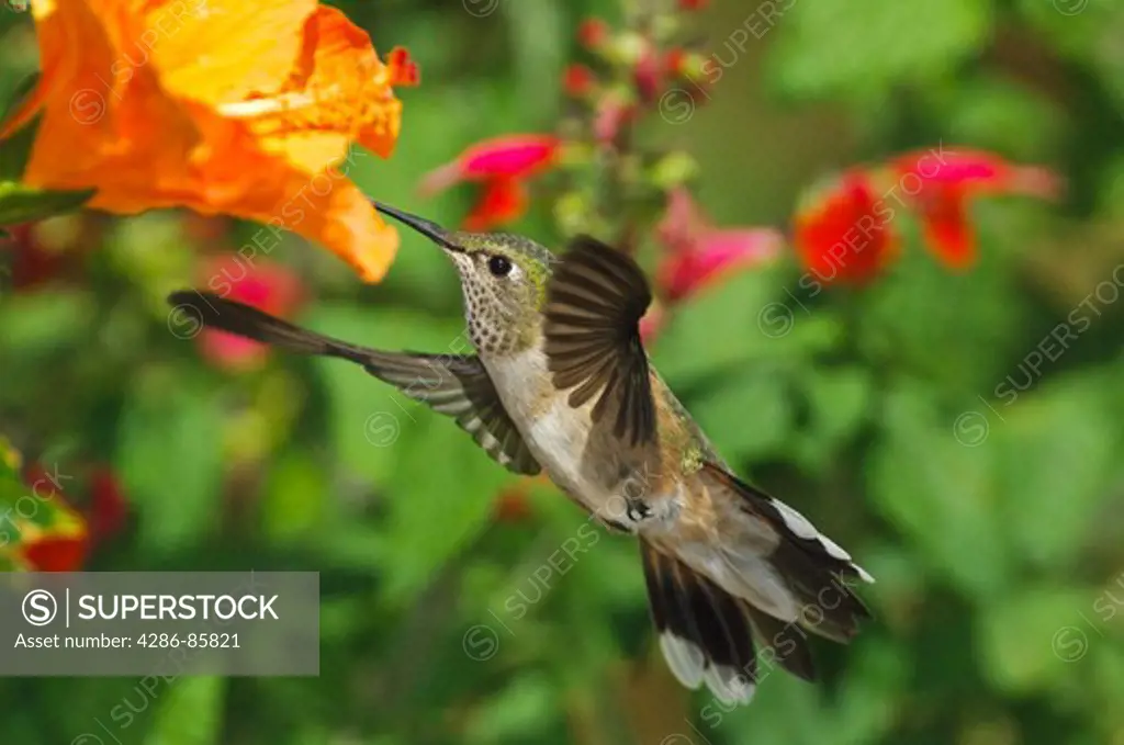 Broad-tailed Hummingbird Selasphorus platycercus  adult female visiting Hibiscus flower; Fremont County, Colorado