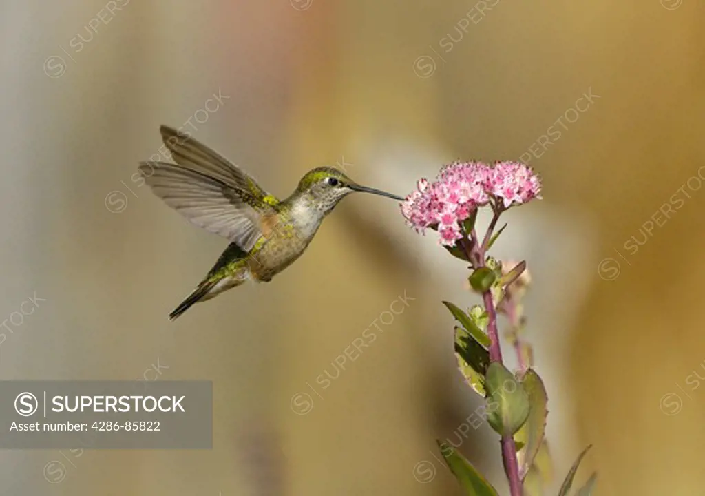 Broad-tailed Hummingbird Selasphorus platycercus female feeding on nectar of Showy Sedum Sedum spectabile flowers; Fremont County, Colorado