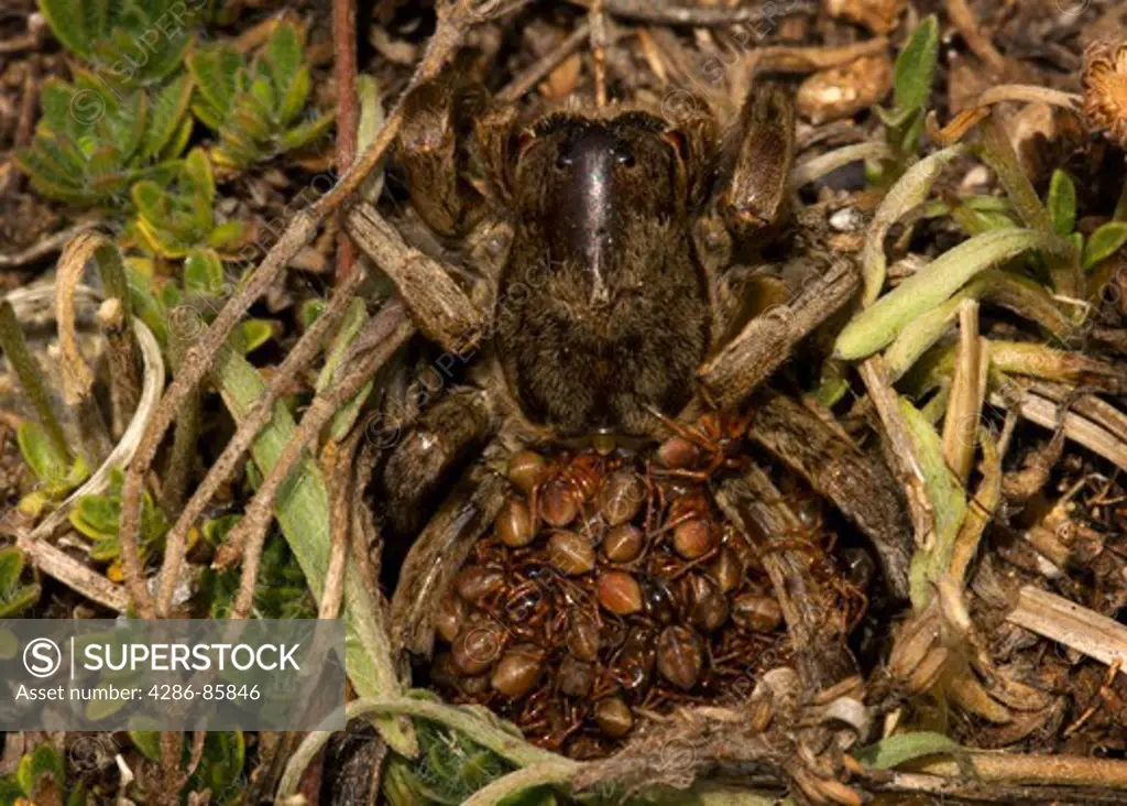 Burrowing Wolf Spider Geolycosa sp with young, at guarding burrow entrance; Fremont County, CO