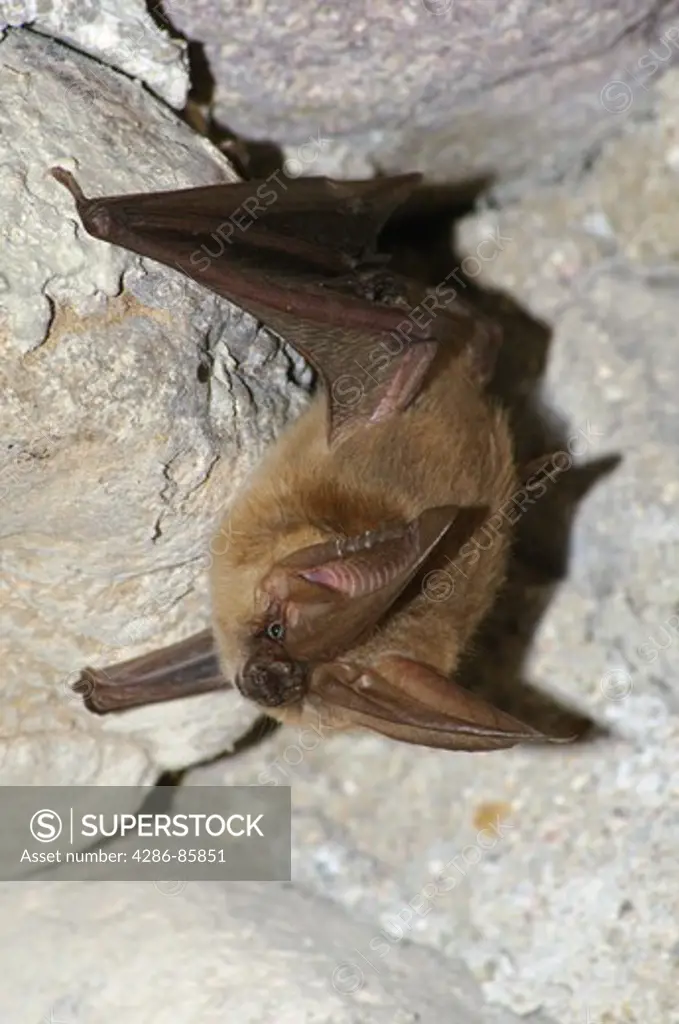 Allen's Big-eared Bat Idionycteris phyllotis found roosting in abandoned dynamite storage building; Cave Creek Canyon, Arizona