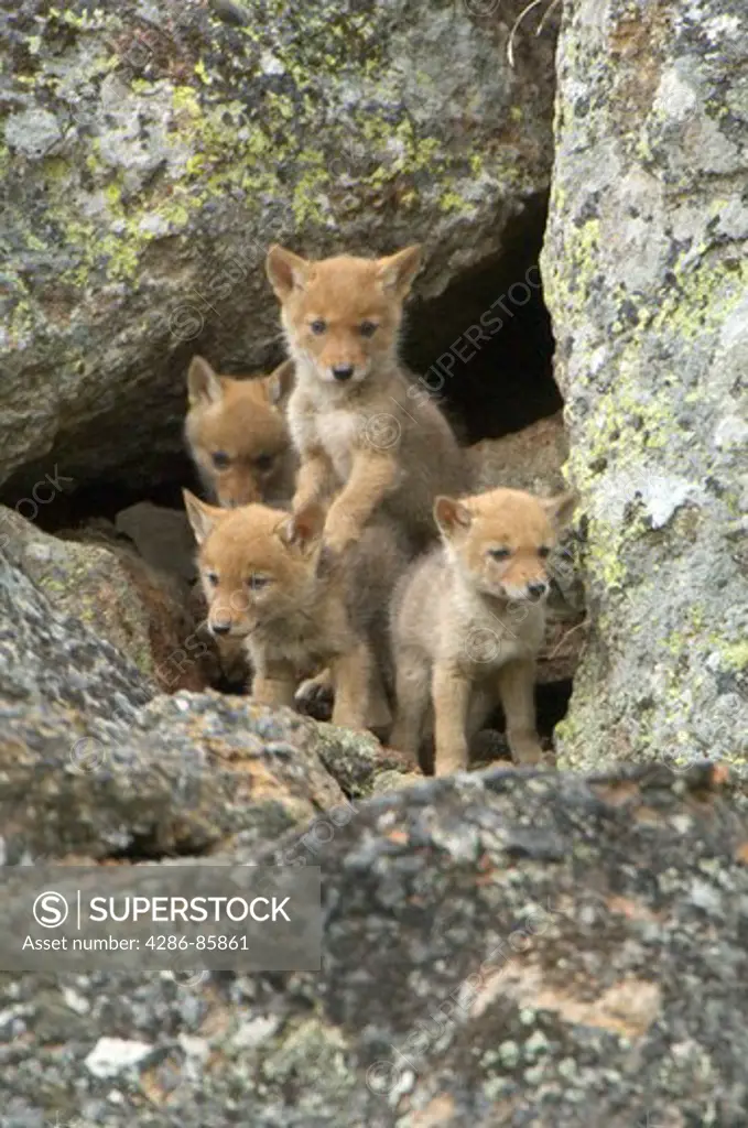Coyote Canis latrans pups peering out from den entrance, exploring ;  Yellowstone NP., Wyoming