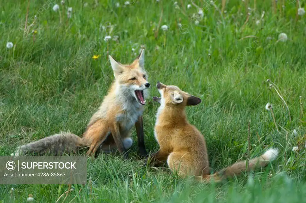Red Fox Vulpes vulpes kit stimulating adult female for a meal; den site in city park, Jackson, Wyoming