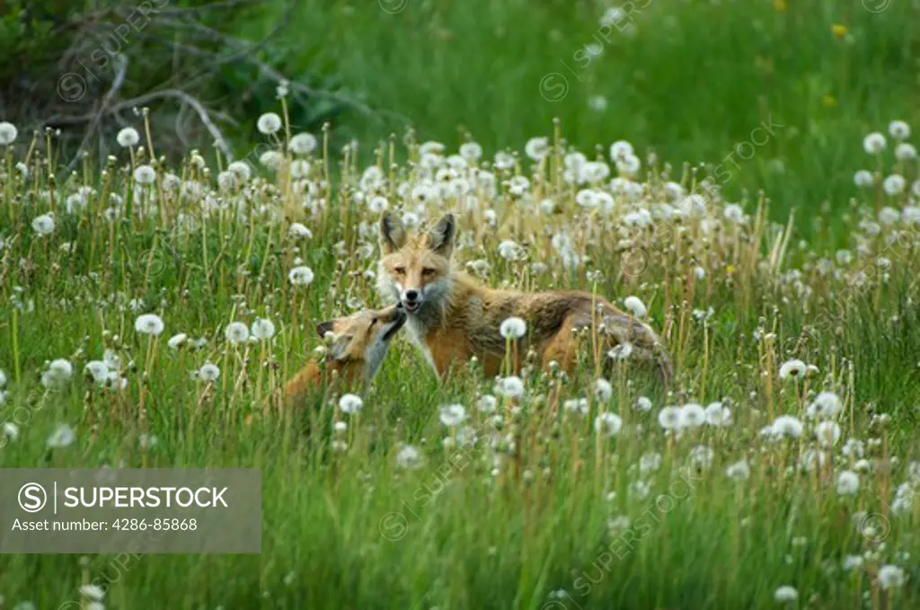 Red Fox Vulpes vulpes kit licking adult female's muzzle begging for a meal; den site in city park, Jackson, Wyoming