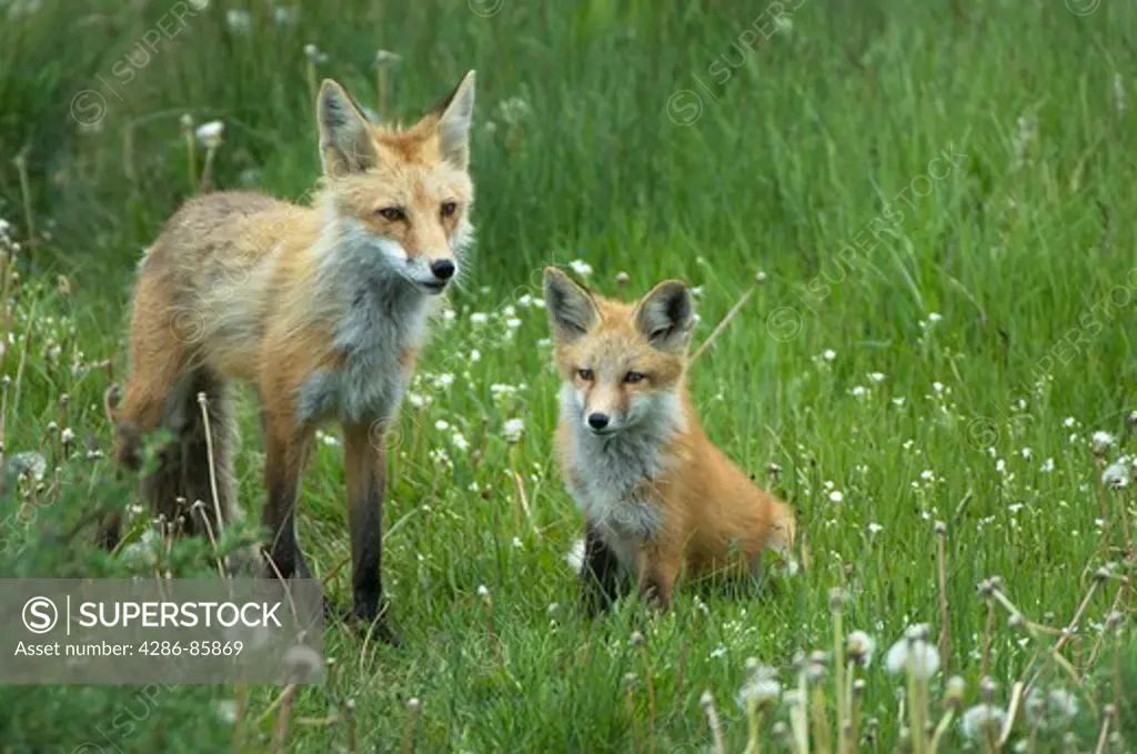 Red Fox Vulpes vulpes kit with adult female; den site in city park, Jackson, Wyoming