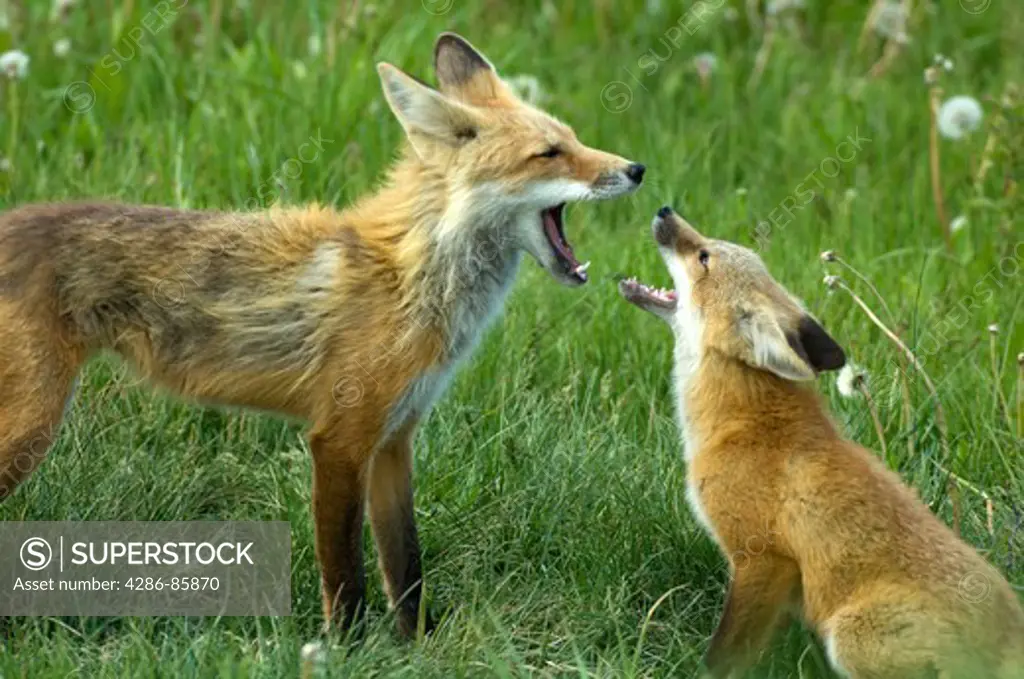 Red Fox Vulpes vulpes adult female greeted by kit, at den; Jackson, Wyoming