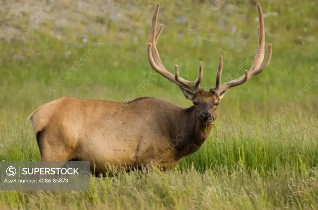 Rocky Mt. Elk Cervus elaphus bull in velvet; Gibbon River, Yellowstone NP., WY