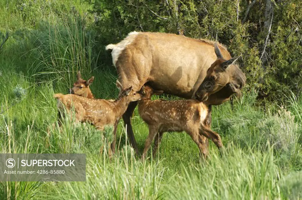 Rocky Mountain Elk Cervus elaphus cow nursing calf, joined by unrelated calf attempting to nurse; Yellowstone National Park, Wyoming