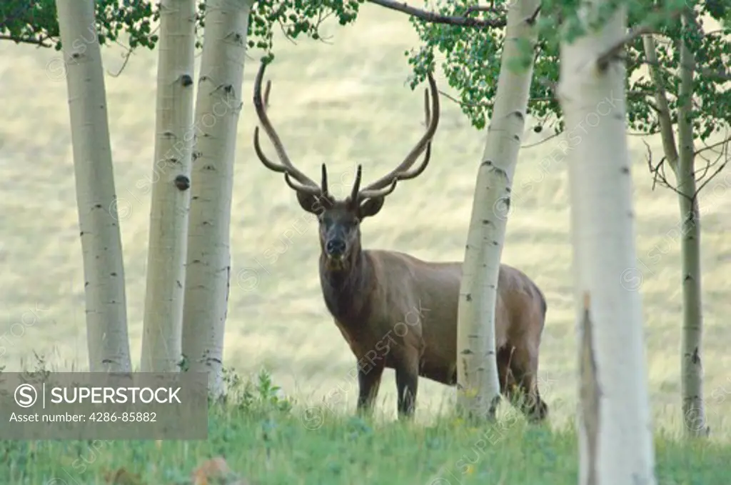 Rocky Mountain Elk Cervus elaphus bull browsing in aspen grove; Fremont County, Colorado