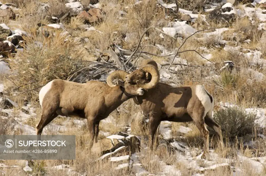 Rocky Mt. Bighorn Sheep Ovis canadensis rams sparring, during rut; Almont, CO