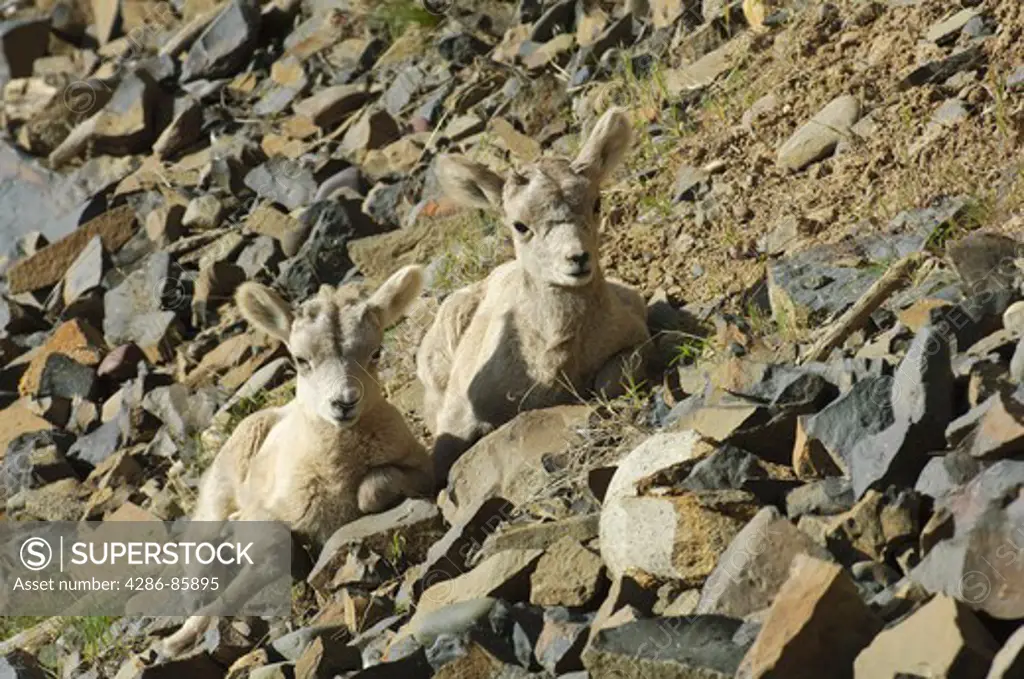 Rocky Mt. Bighorn Sheep Ovis canadensis lambs; Yellowstone NP., Wyoming