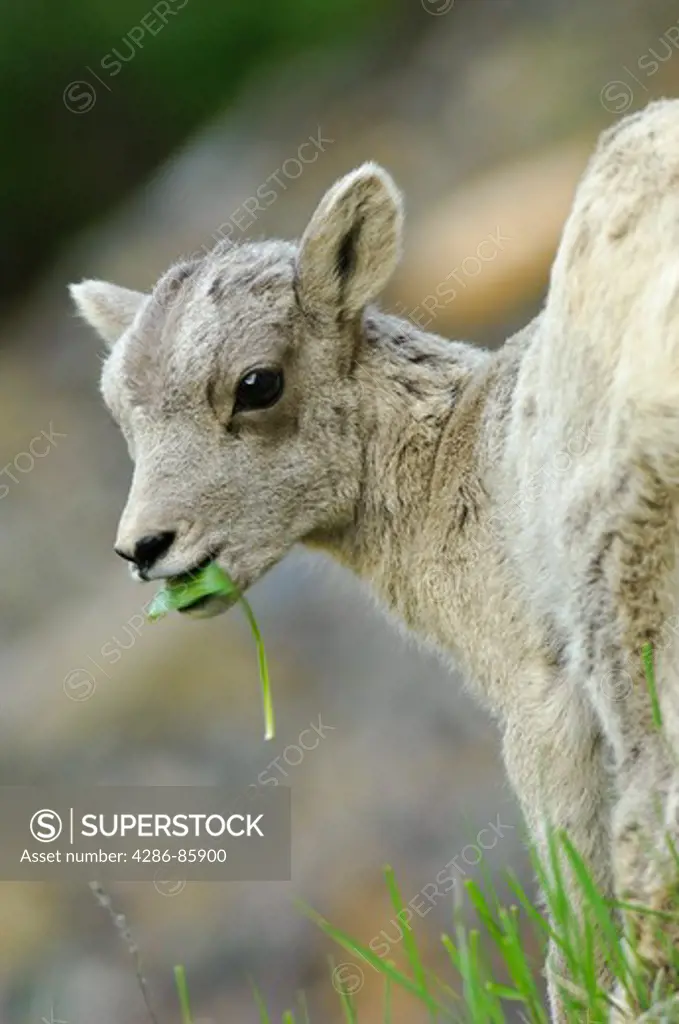 Bighorn Sheep Ovis canadensis lamb chewing leaf; Yellowstone National Park, Wyoming