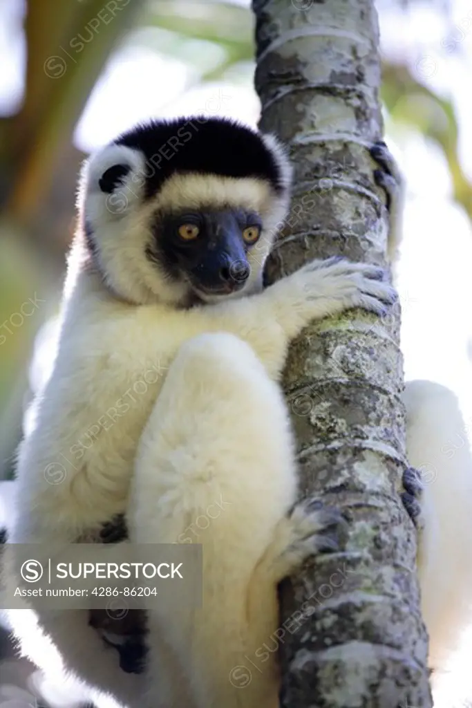 Verreaux Sifaka on a tree, Madagascar
