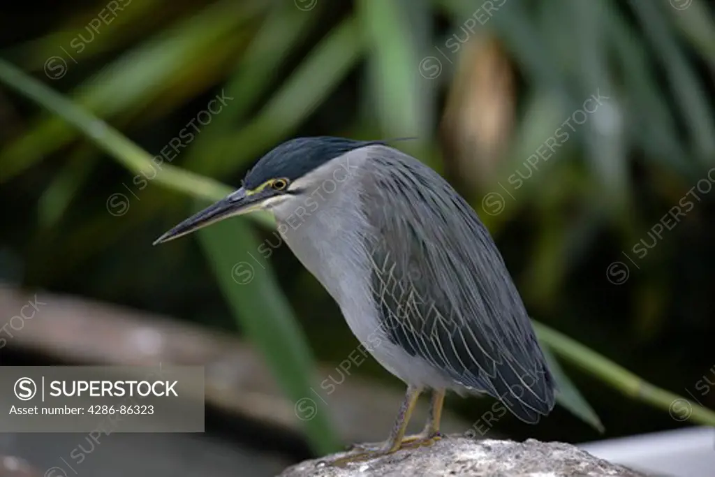 Grey bird, Madagascar