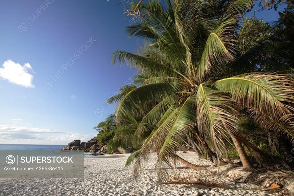 Palm tree at Anse Georgette, Praslin island, Seychelles