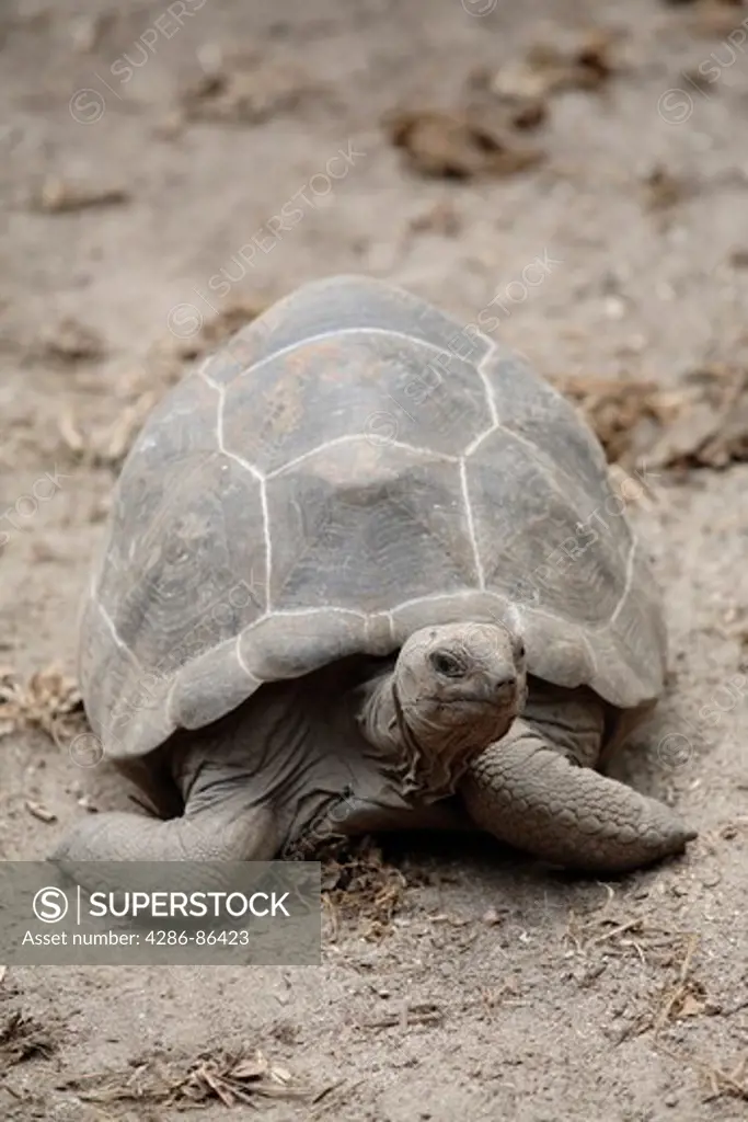 Single Aldabra Giant Tortoise (Geochelone gigantea) La Digue Island, Seychelles