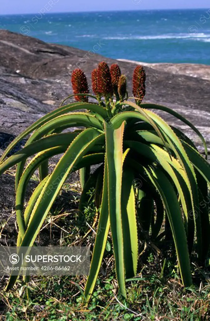 Aloe plant, Madagascar