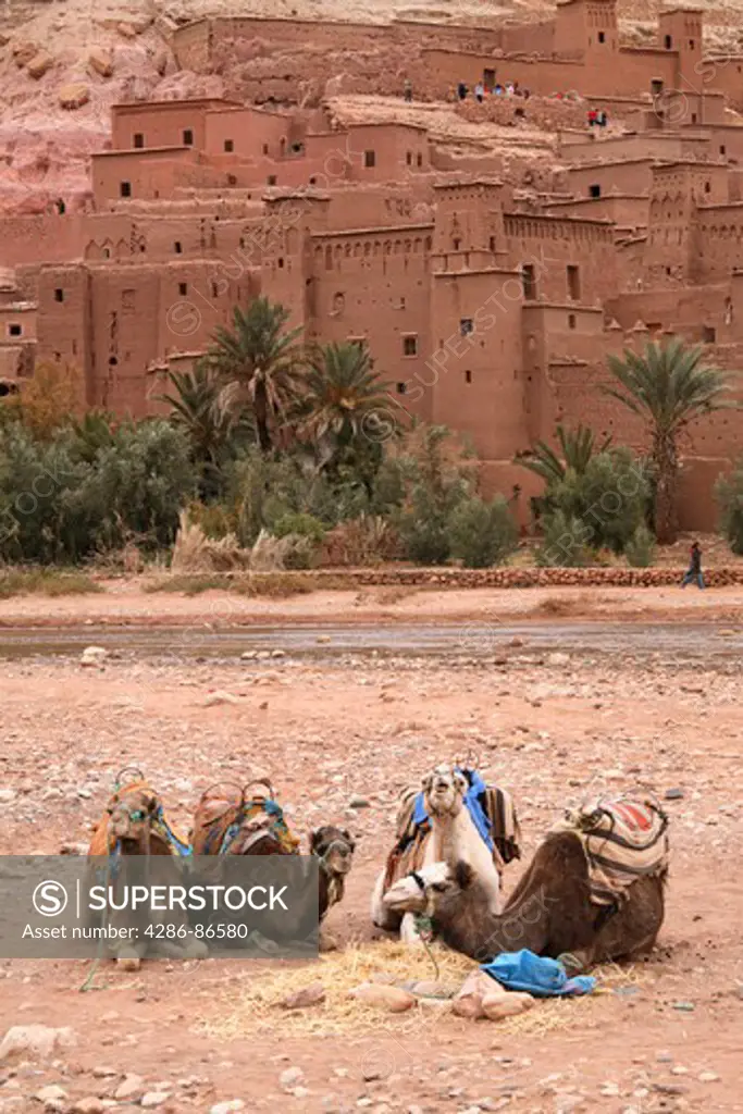 Camels in front of Kasbah Ait Benhaddou, Ouarzazate, Morocco