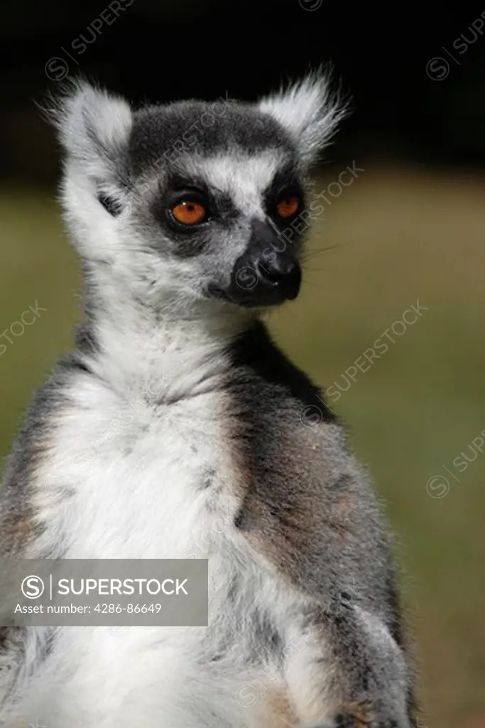 Ring-tailed lemur, Madagascar