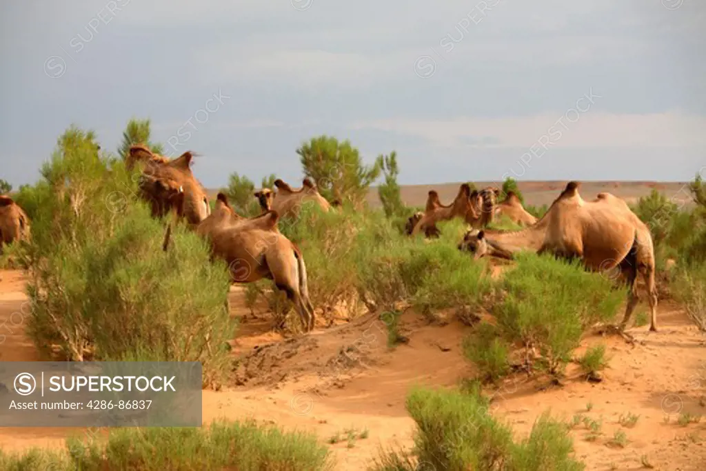 Camels grazing in the Gobi tree-saxaul forest, South Gobi, Mongolia