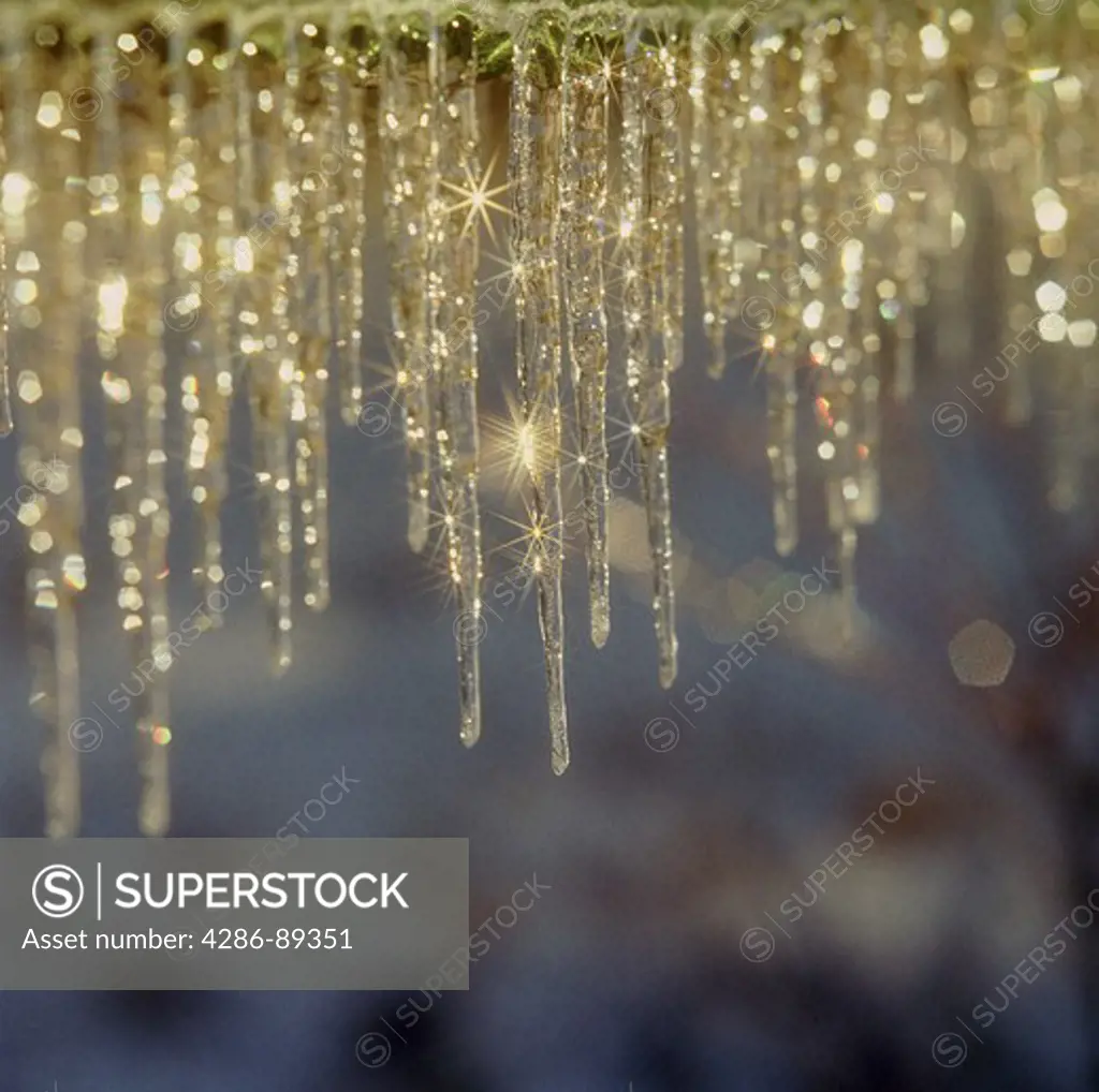 Close-up of icicles 
