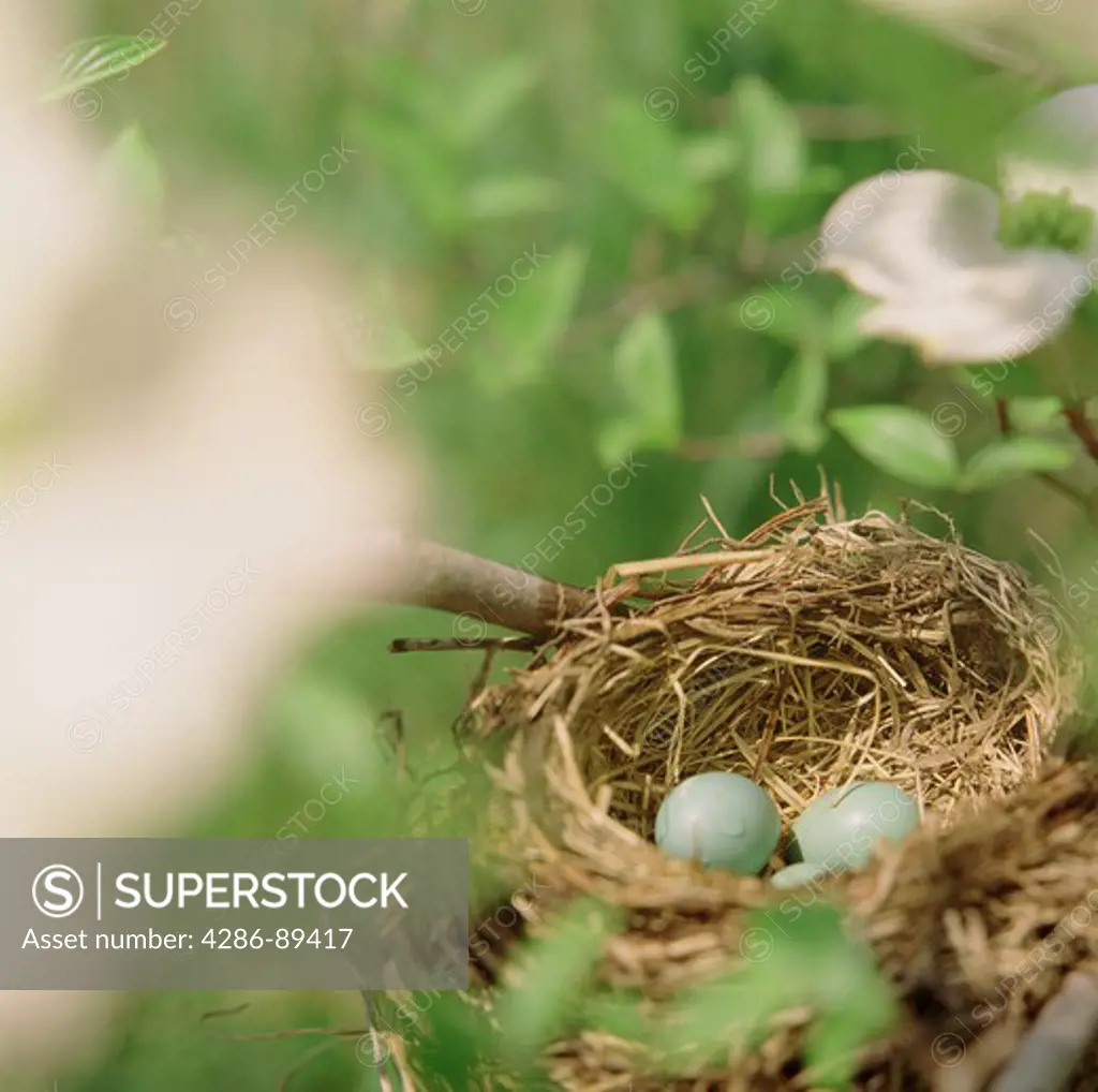 Close-up of Robins blue eggs in a nest
