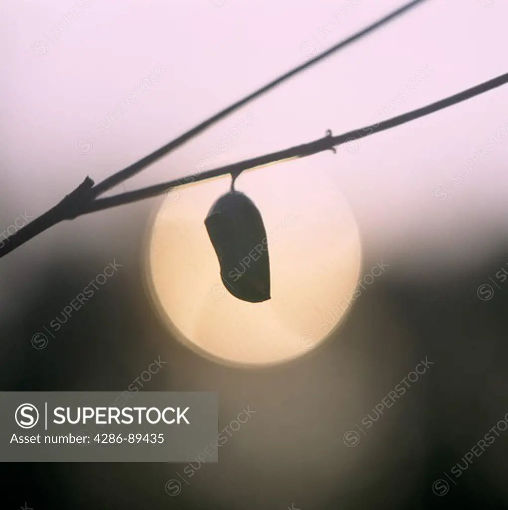 Chrysalis of a Monarch Butterfly with moon in the background