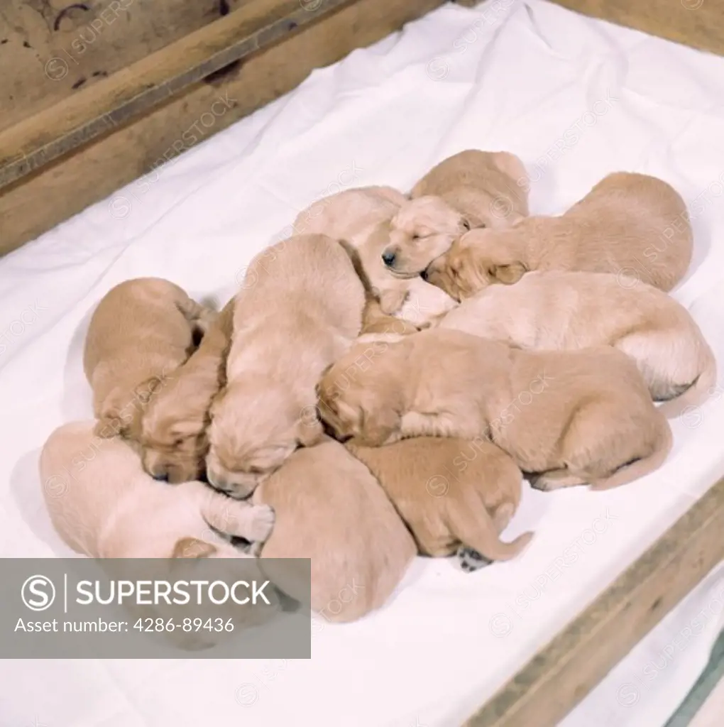 Litter of eleven yellow labrador puppies sleeping together