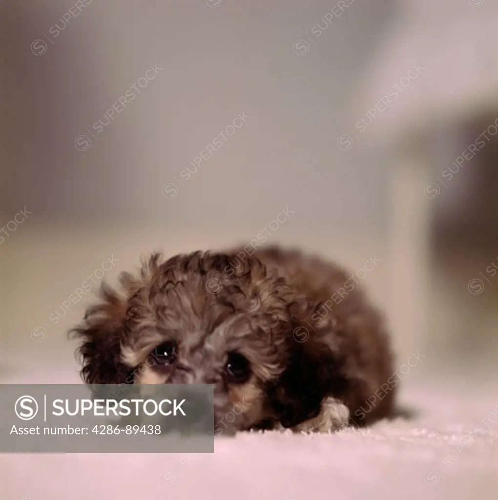 Close up of a toy poodle puppy 