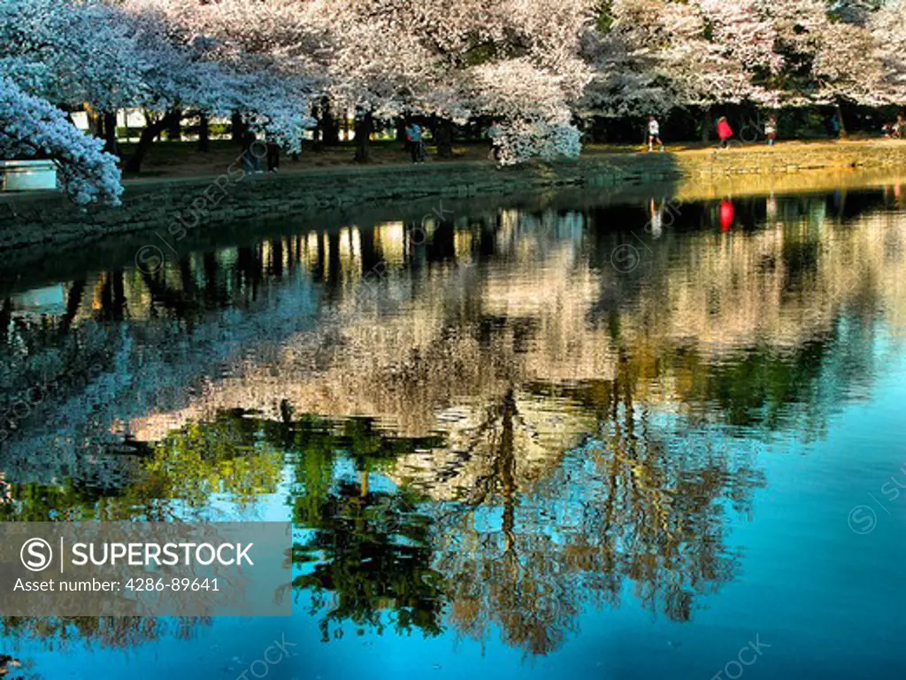 Cherry Blossoms around the Tidal Basin of the Jefferson Memorial, Washington, DC