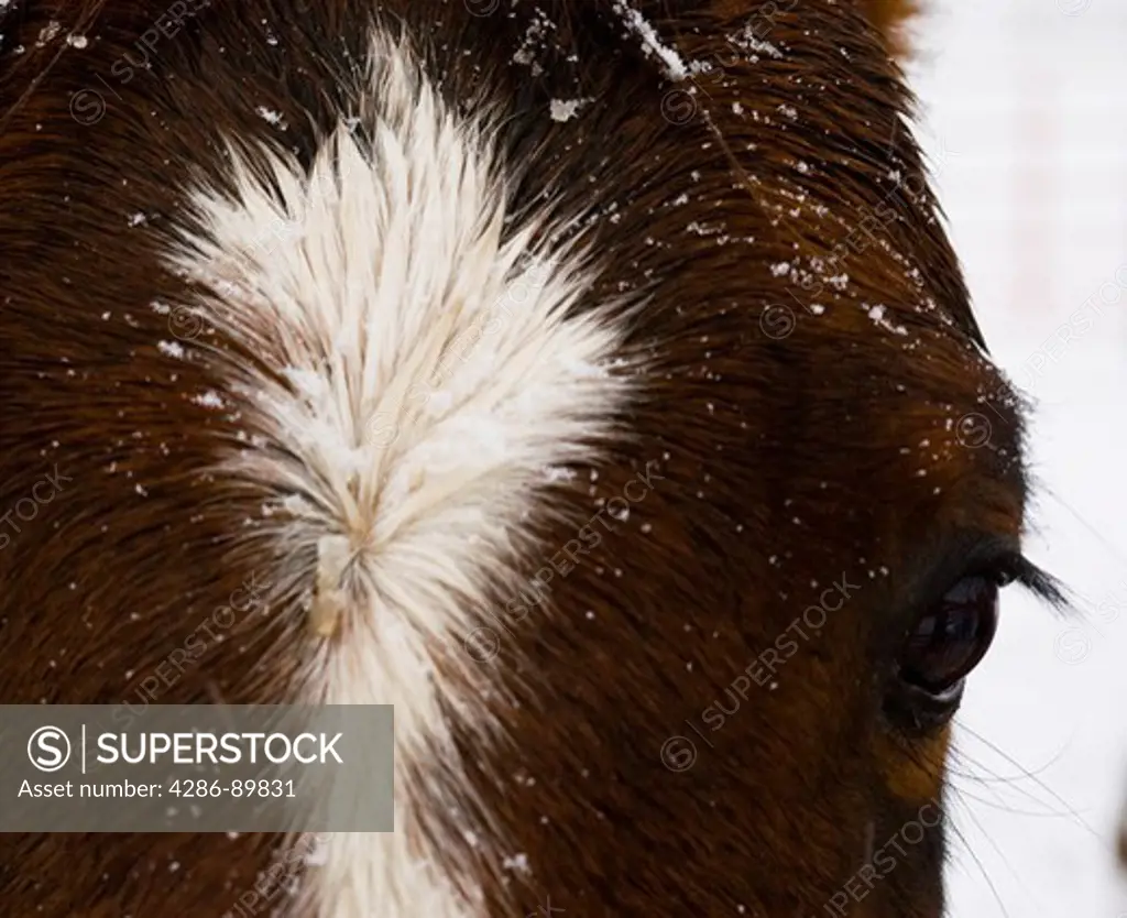 Close-up of a snow-covered horse at a ranch near Boulder, Colorado