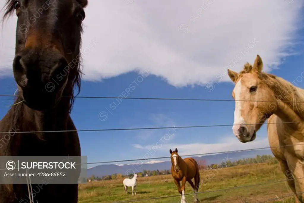 Trio of horses on a ranch
