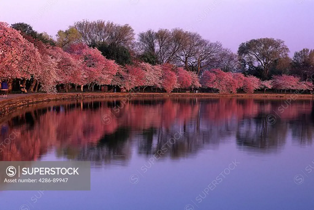 Cherry trees at tidal basin at dawn, Washington, DC