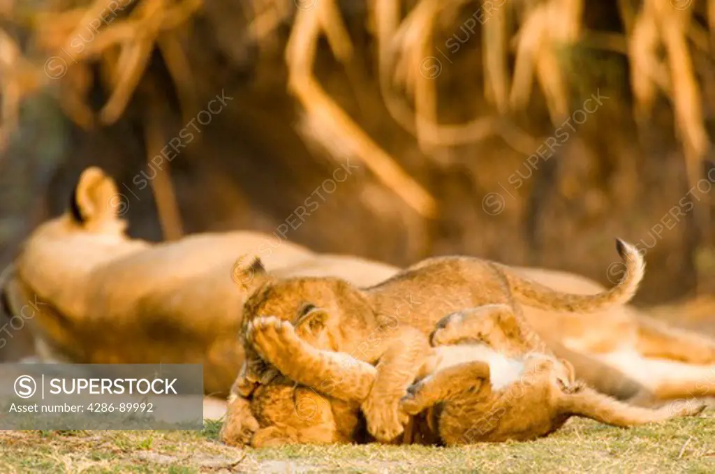 Lion cubs playing with mother in Katavi, Tanzania, Africa