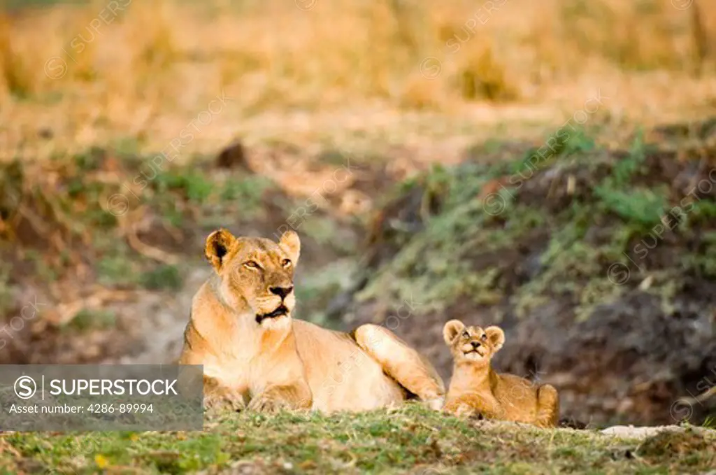 Lion cubs playing with mother in Katavi, Tanzania, Africa