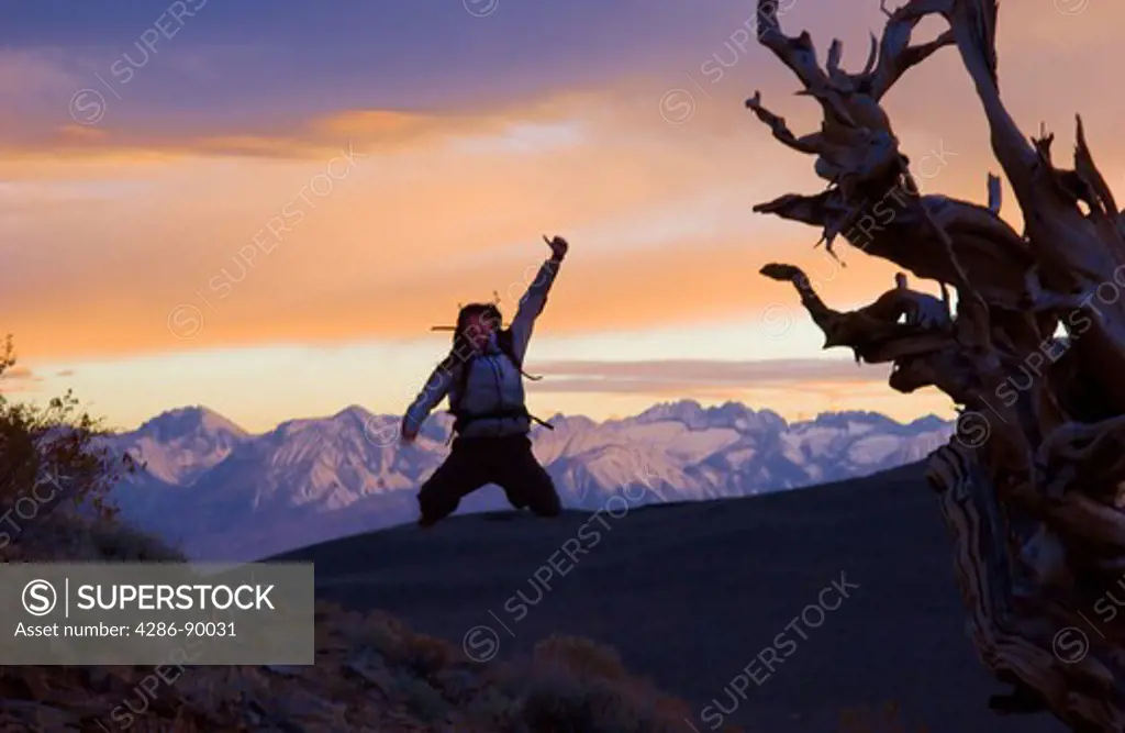 Man jumps for joy with setting sun behind - Bristlecone Pine Forest, White Mountains, California