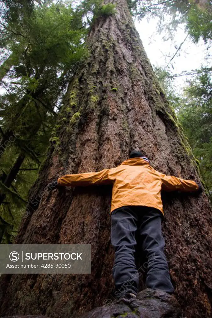 Man in wet weather gear attempting to hug a very large Douglas Fir Tree, BC, Canada