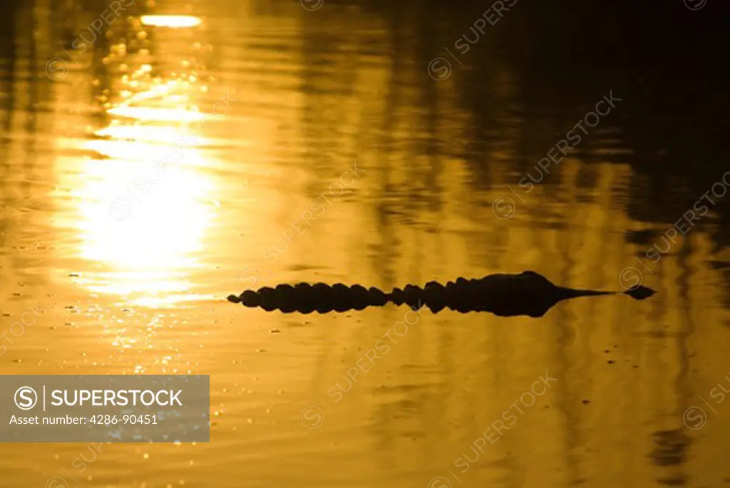 American alligator glides past rising sun on pond Everglades National Park, FL