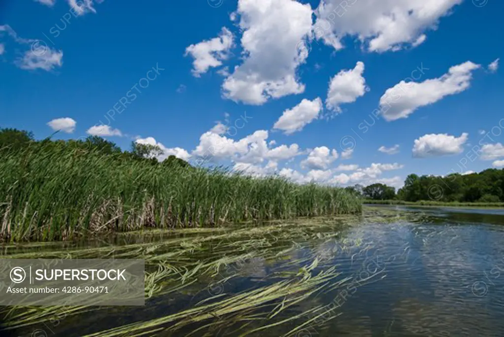 Otter Tail River flows peacefully through wetland, Perham, Minnesota
